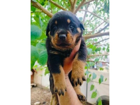 Koca kafalı rottweiler yavruları