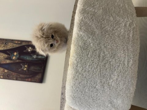 Daha tatlısı yok scottish fold
