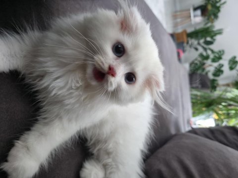 Yavru scottish fold