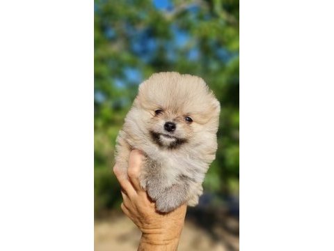 Tedyface pomeranian yavrularımız