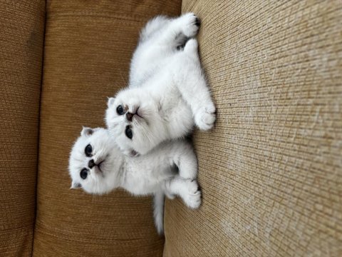 Anne baba şecereli scottish fold safkan bebekler