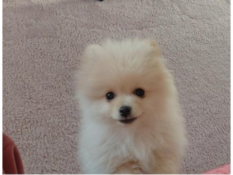 Pomeranian bebiş