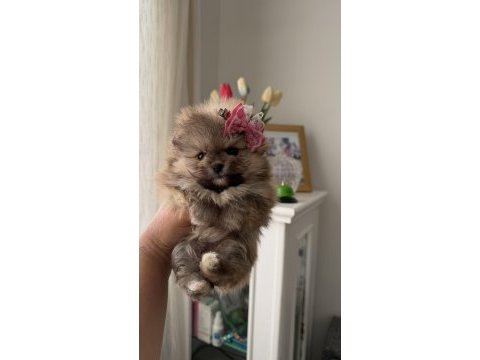 Süslü pomeranian kızlar