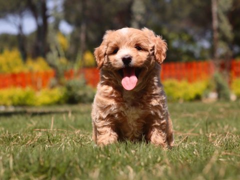Leo sizi bekliyor maltipoo