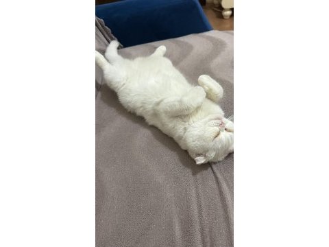 Scottish fold sütlaça yuva arıyoruz
