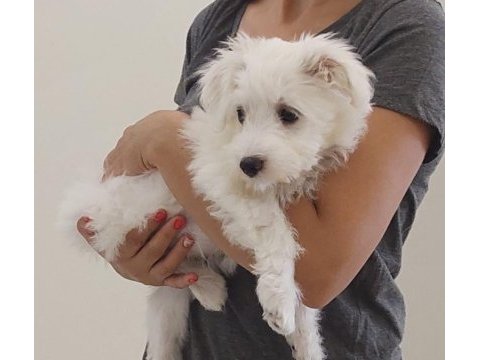 3,5 aylık erkek maltipoo