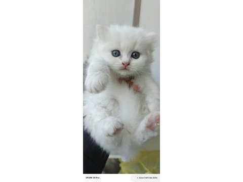 Minnoş bebek kediler