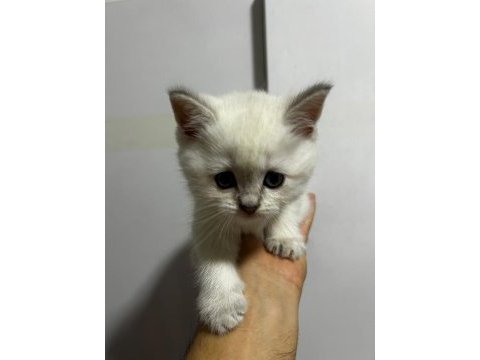 Safkan yavru british shorthair kedilerimiz elli günlük