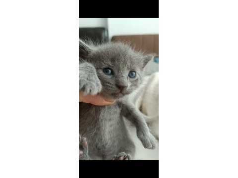Dişi ve erkek kedimiz yavrularımız sahiplerini bekliyor