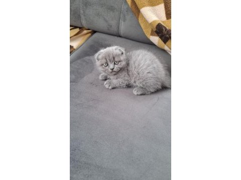 Küçük minnak kedilerim