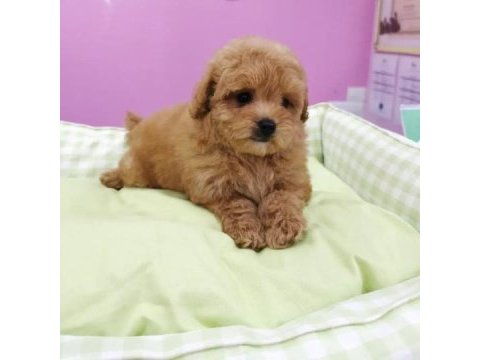 F2 maltipoo yavruları