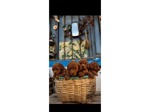 Poodle için birde bize danışın