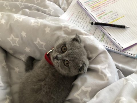 Scottish fold kedisi