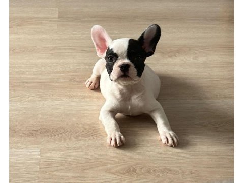 French bulldog yavru