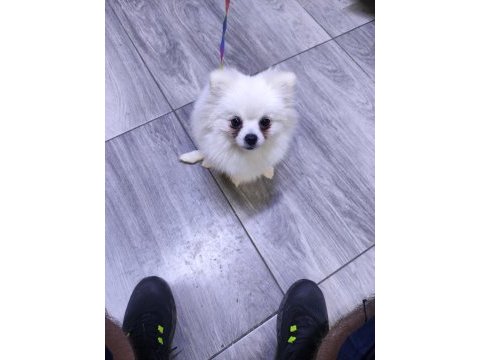 Antalya dan sağlıklı yavru köpekler iş yerinden teslim