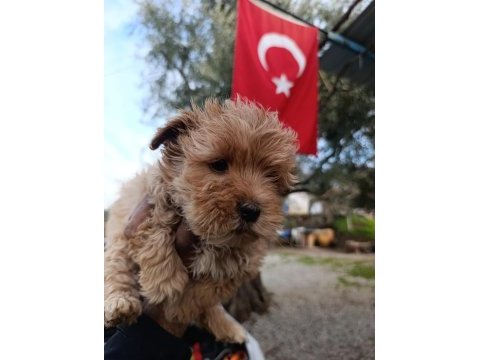 Maltipoo yavrum 55 günlük
