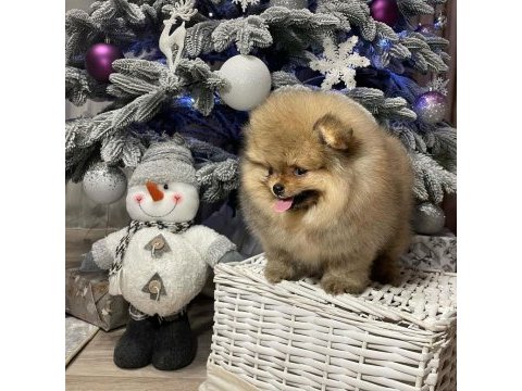 Teddy bear pomeranian yavruları