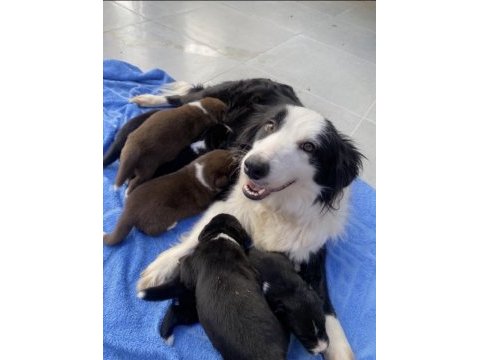 Safkan border collie yavrular