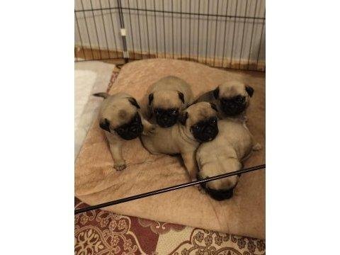 Pug yavrular yeni sahibini bekliyor