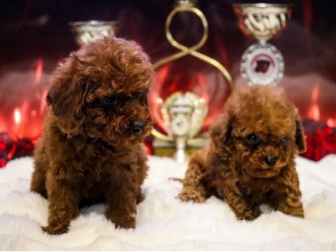 Toy poodle yavru erkek ve dişi yavrular ücretsiz teslimat