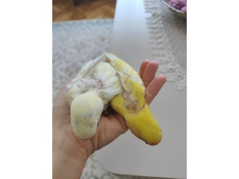 Yavru sevda papağanları