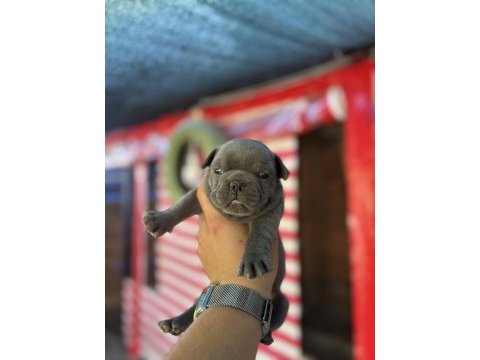 Egzotik blue french bulldog
