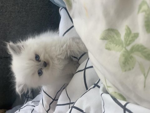 British longhair bluepoint
