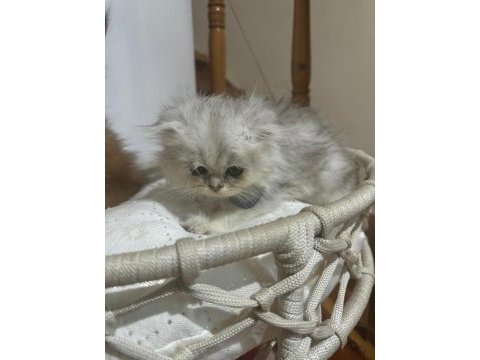 2 aylık british longhair yavrular yuva beklemektedir