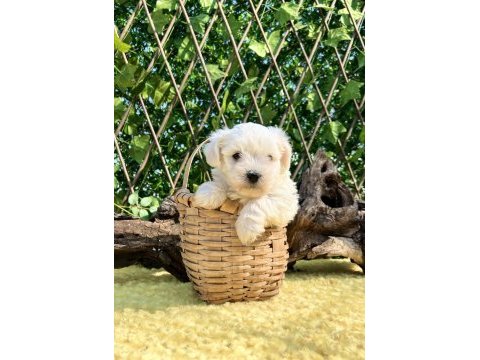 Sevimli harika güzellikte maltese terrier yavrular
