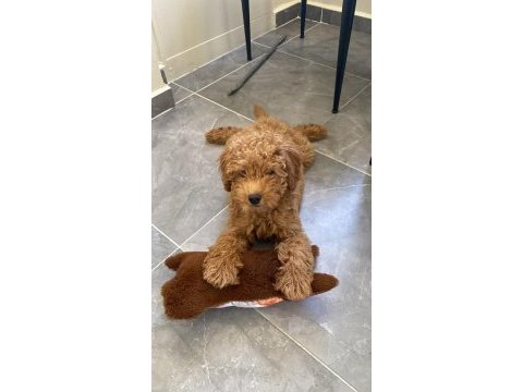 3 aylık maltipoo
