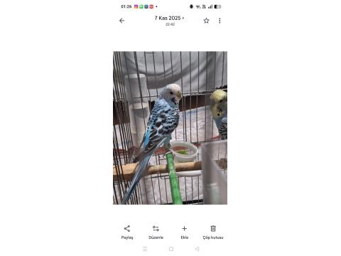 Konuşan muhabbet kuşu çifti