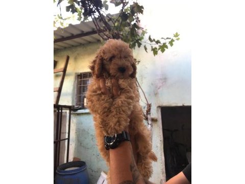 Safkan toy poodle yavruları