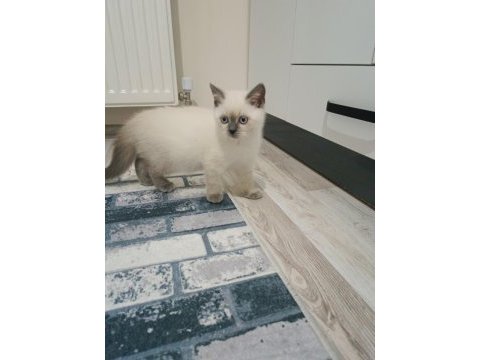 British shorthair blue point