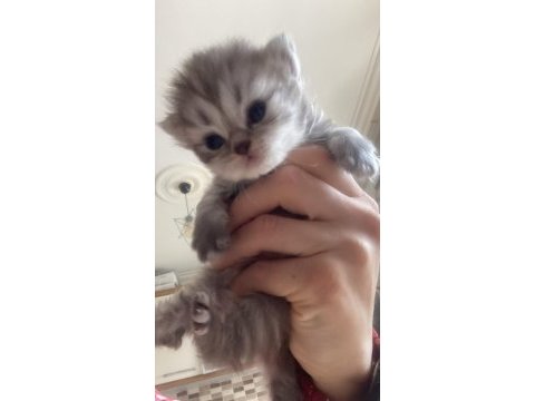British shorthair yavrular