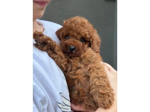 Yavru toy poodlelarımız