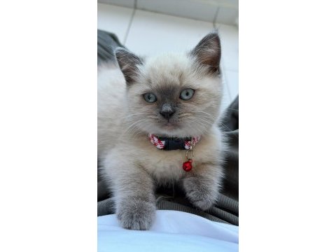 Blue point 2 aylık british shorthair