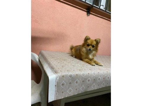 Pomeranian 1 yaşında