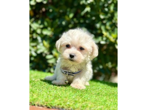 Sevimli maltese terrier