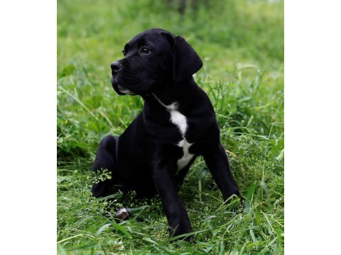Şecere belgeli ırk ve sağlık garantili cane corso yavrular