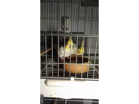 Lutino sultan papağanı çift