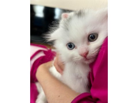 Çok özel melez oyuncu üçüz british longhair yavrular