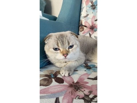Scottish fold erkek kedimiz