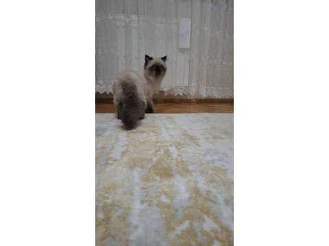 3.5 aylık yavru tuvalet eğitimli oyuncu cana yakın kedimiz