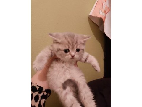 Sevimli british shorthair yavrumuz teslime hazır