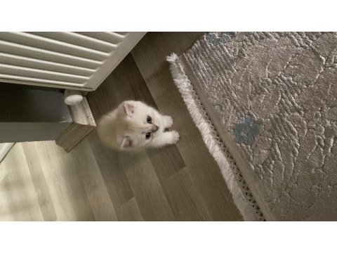 British shorthair 2 aylık erkek