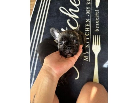 Egzotik blue taşıyıcı french bulldog akıllı arayanlara