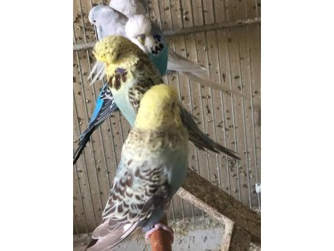 Orta ve yüksek vasıflı show ve jumbo muhabbet kuşları