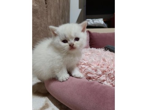 Scottish fold ve scottish straigt yavrularım