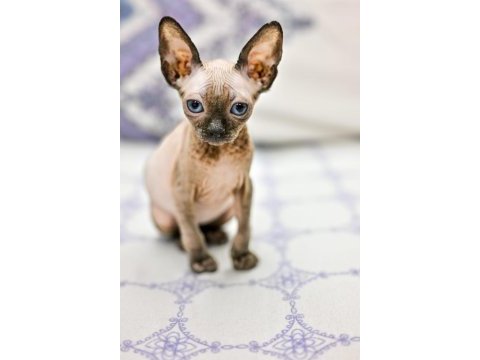 Erkek yavru sphynx kedimiz