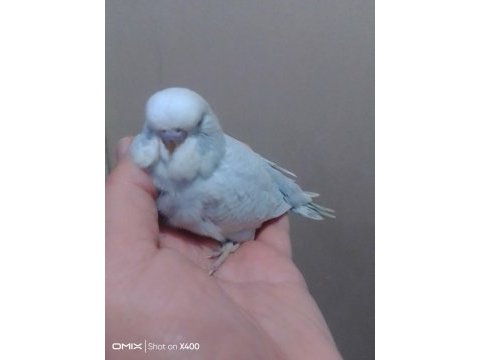 Jumbo muhabbet kuşu bebekler